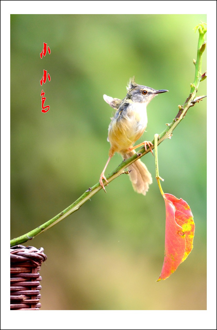 DSC_2516_conew1.jpg