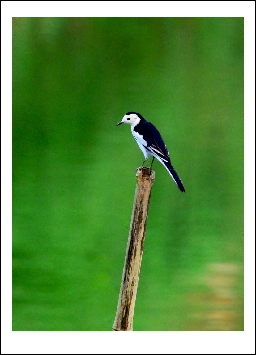 DSC_9009_conew1.jpg