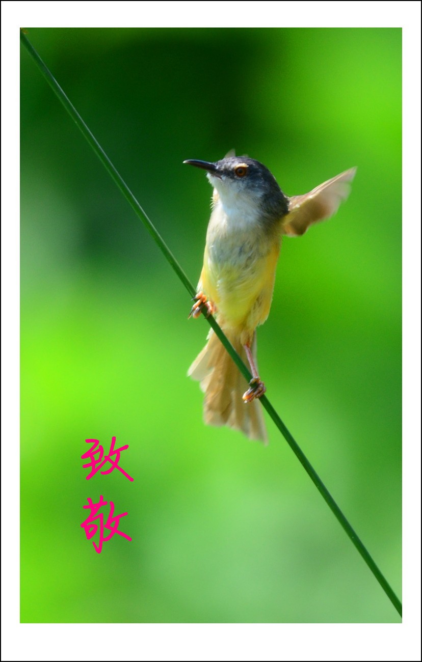 DSC_4949_conew3.jpg
