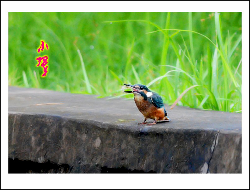 DSC_7962_conew1.jpg