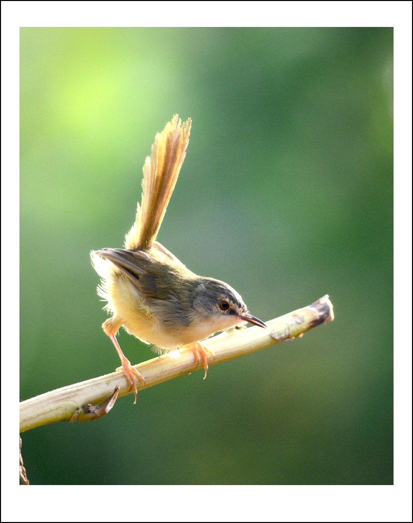 DSC_2180_conew1.jpg