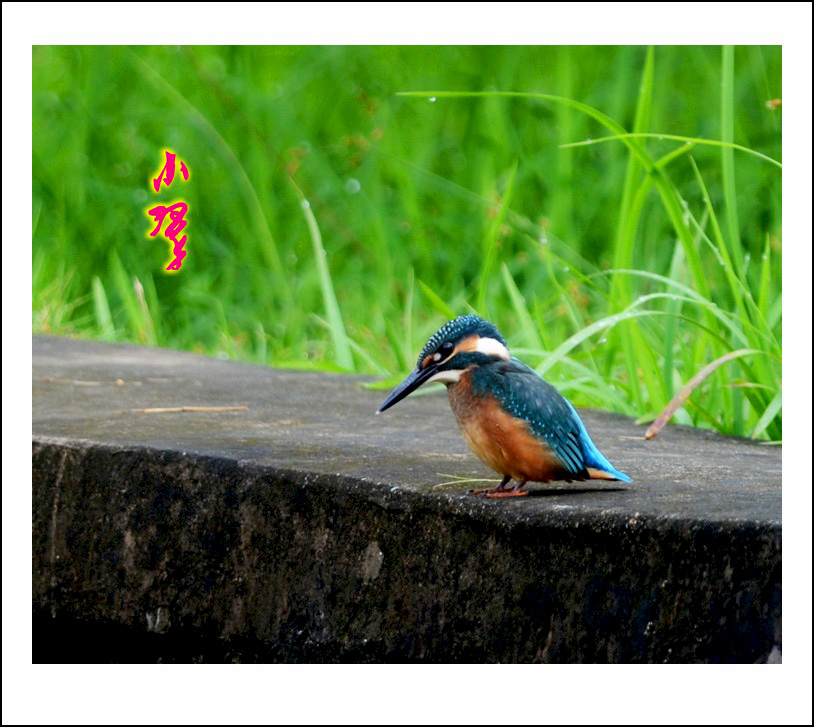 DSC_8018_conew1.jpg