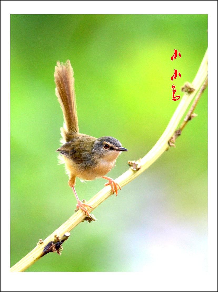 DSC_2368_conew2.jpg
