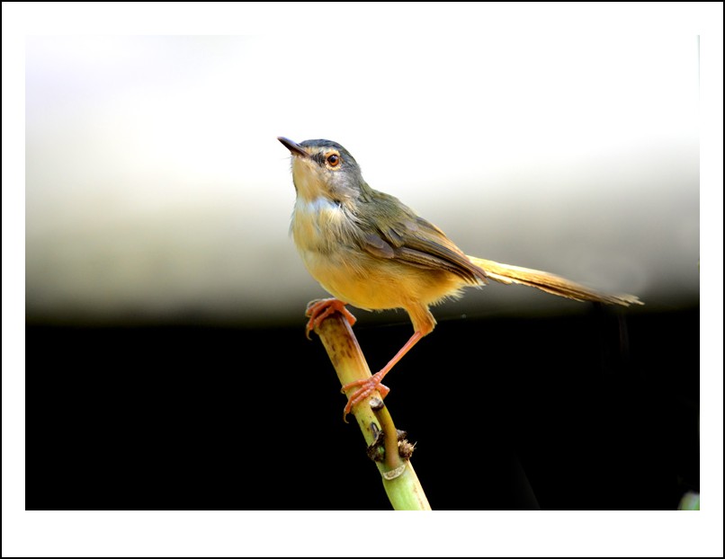 DSC_0922_conew1.jpg