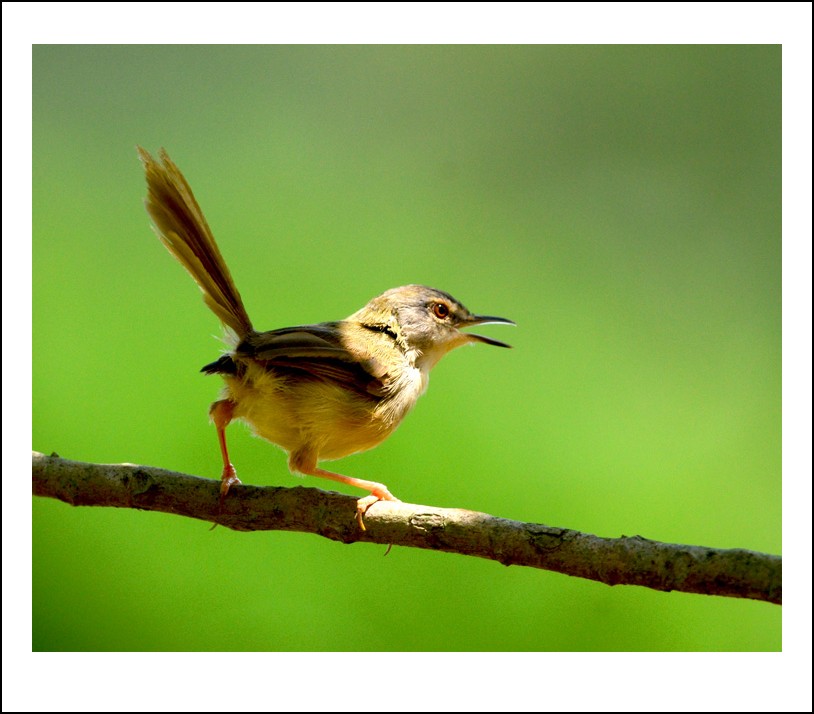 DSC_0895_conew1.jpg