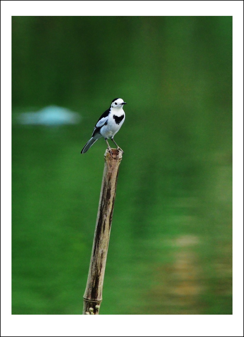 DSC_9023_conew1.jpg