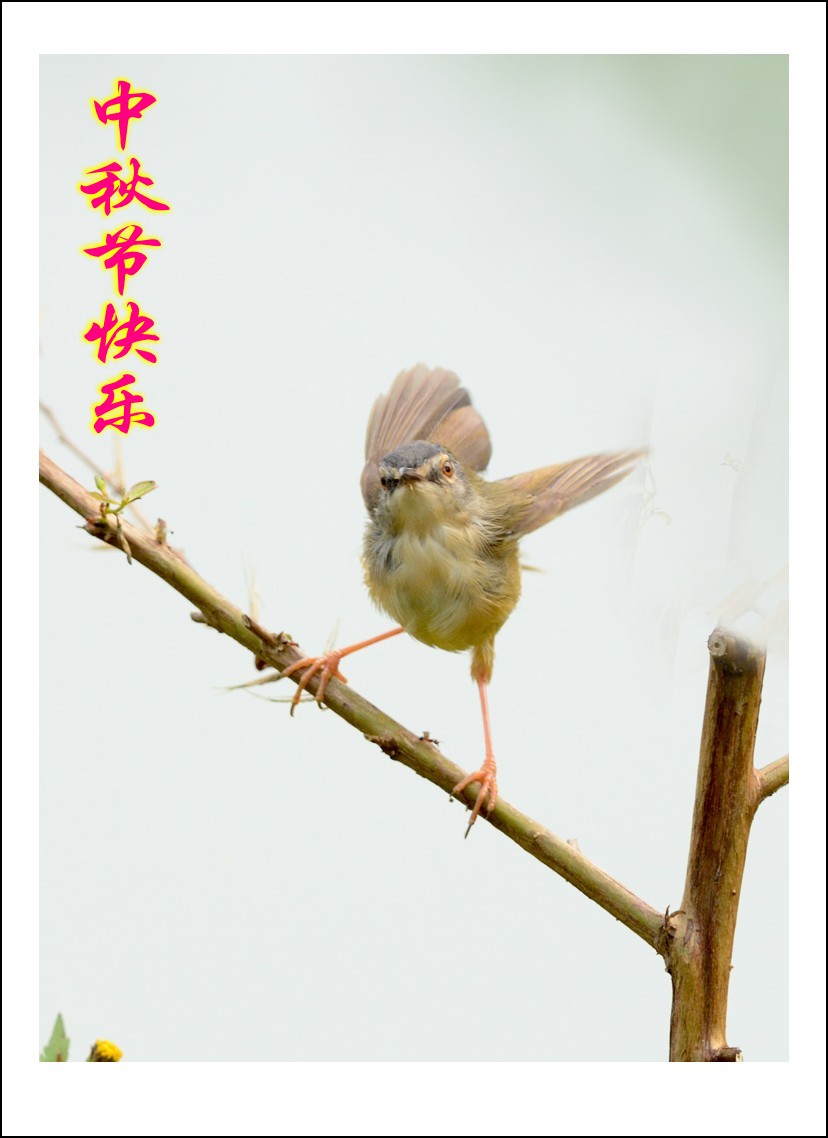 DSC_9078_conew2.jpg