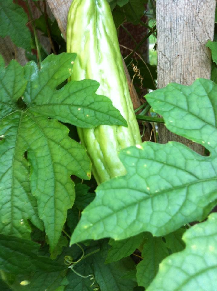 bitter melon1a.jpg