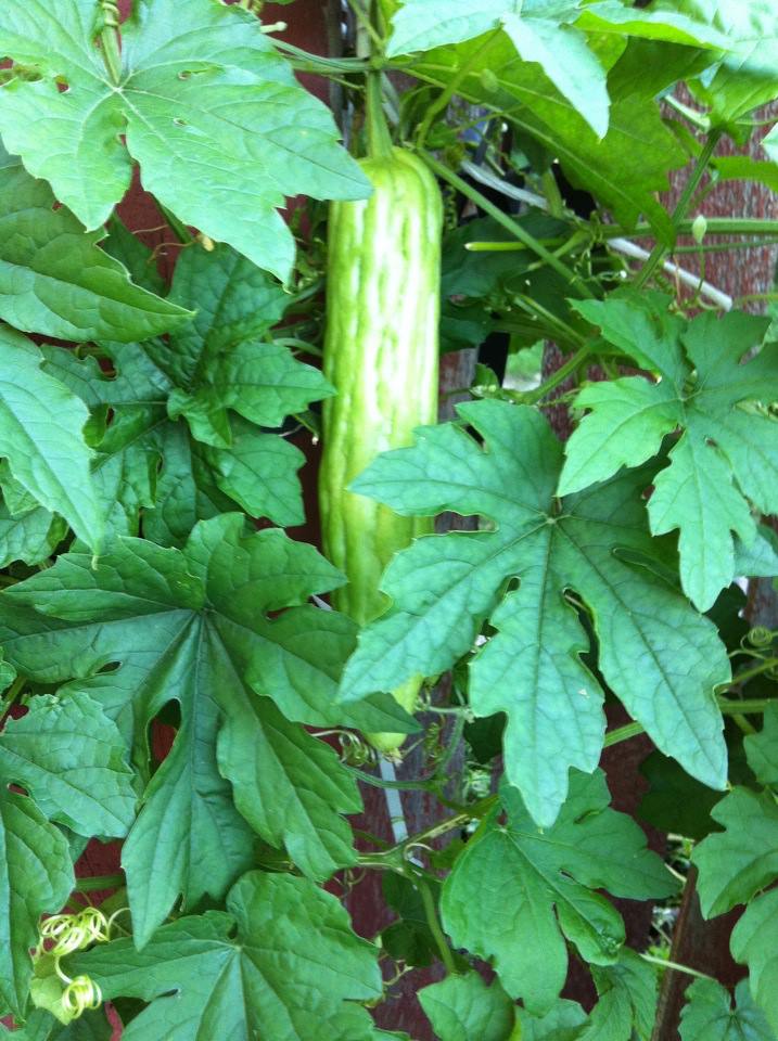 bitter melon1.jpg