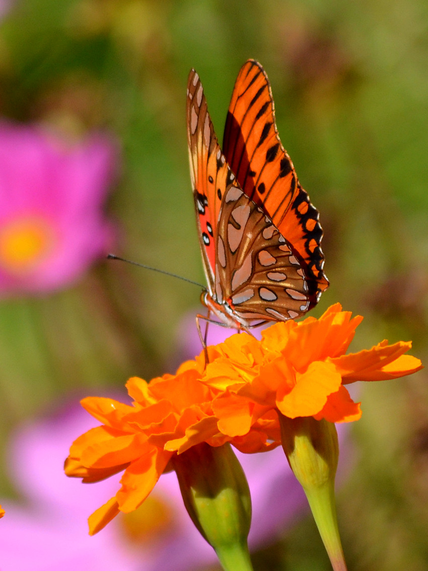 DSC_3811_6.jpg