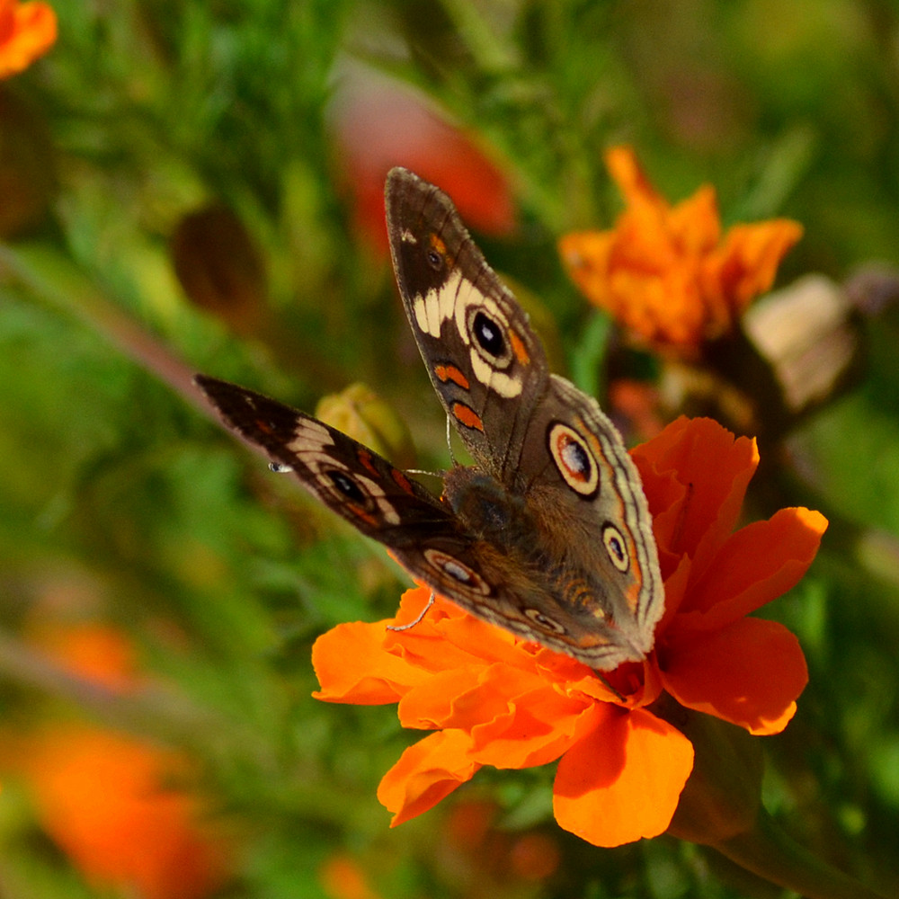 DSC_2542_11.jpg