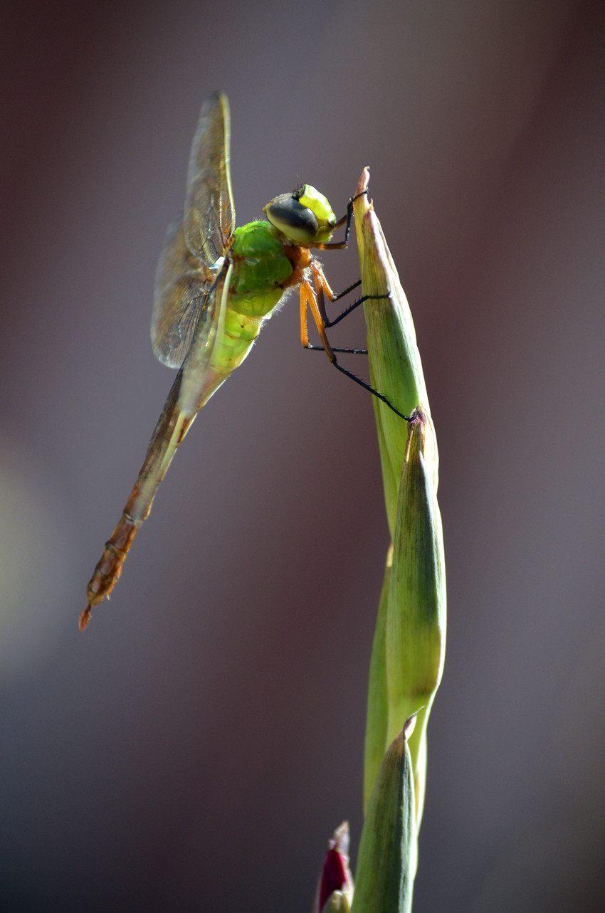 DSC_8974_24.jpg