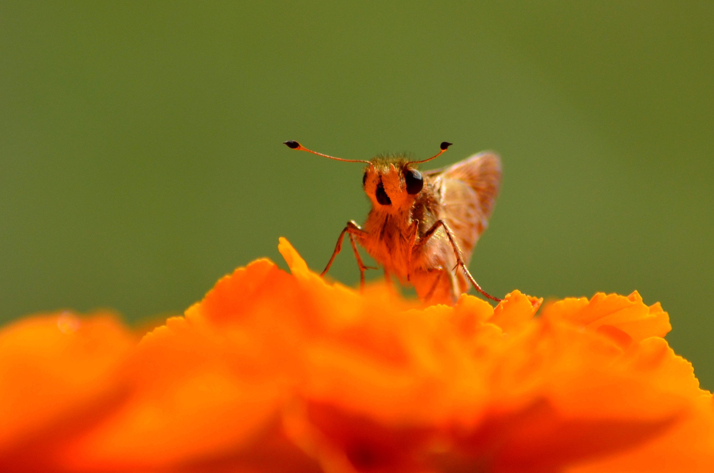 DSC_3828_31.jpg