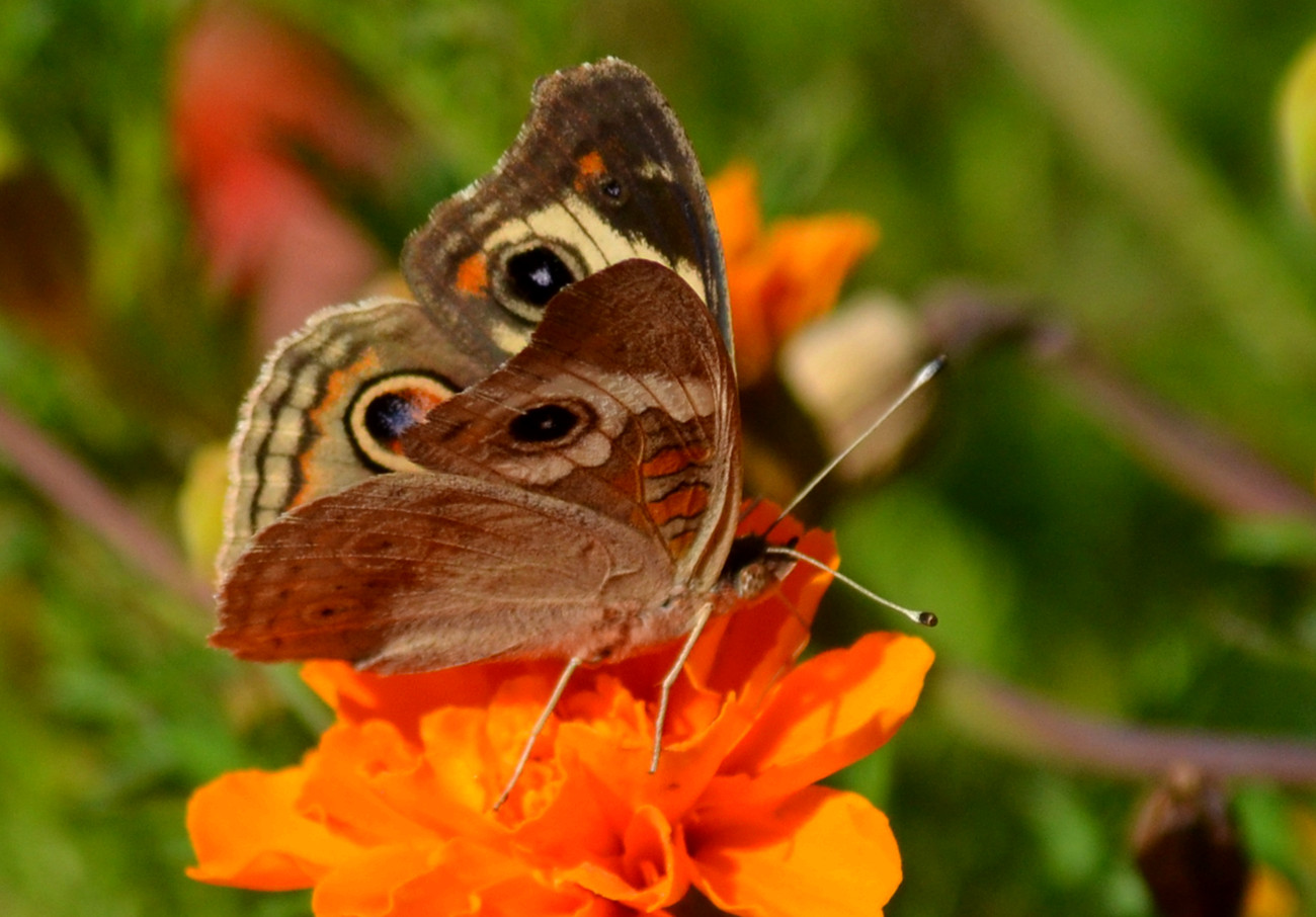 DSC_2565_17.jpg