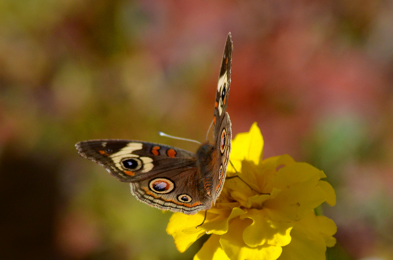DSC_2628_21.jpg