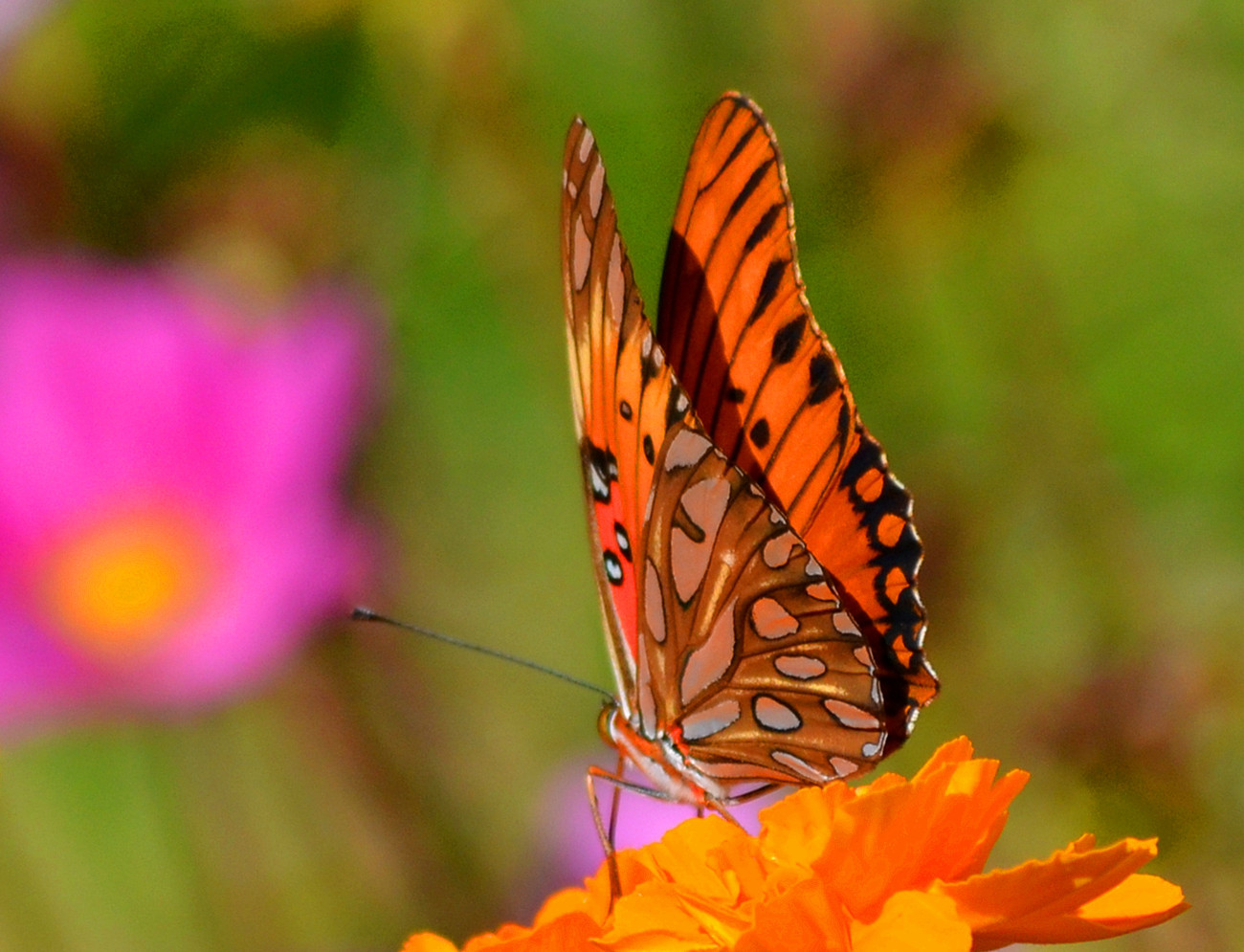 DSC_3811_09.jpg