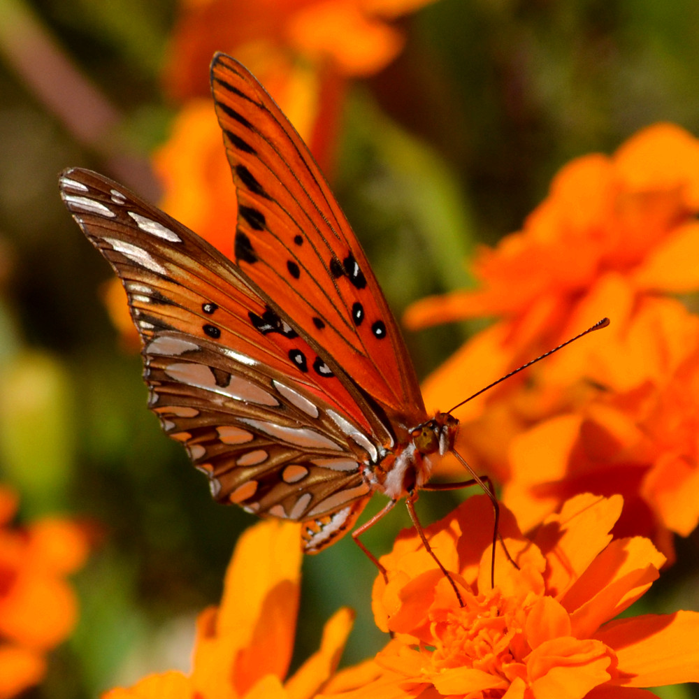 DSC_3816_3.jpg