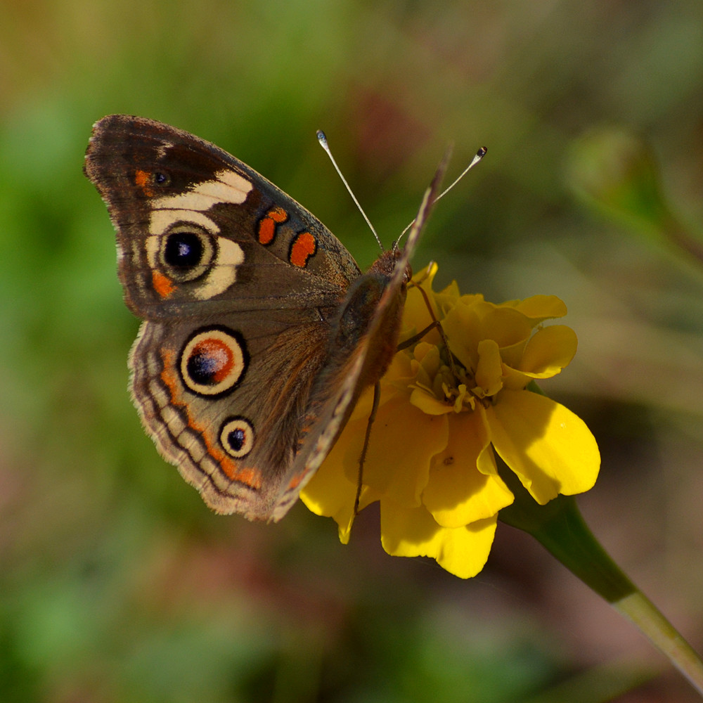 DSC_2647_25.jpg