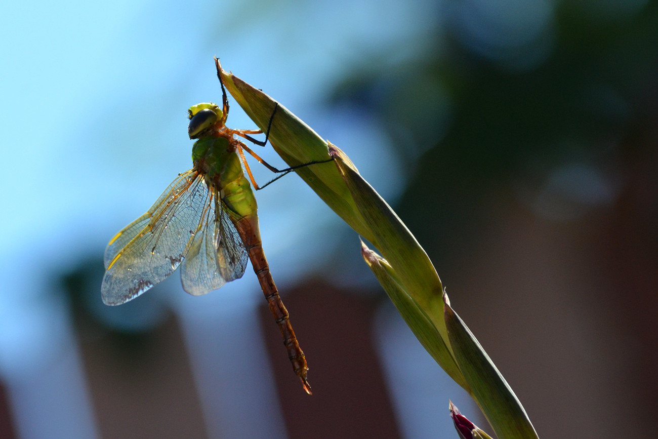 DSC_9082_2.jpg