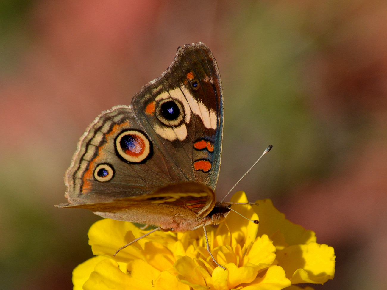 DSC_2671_26.jpg