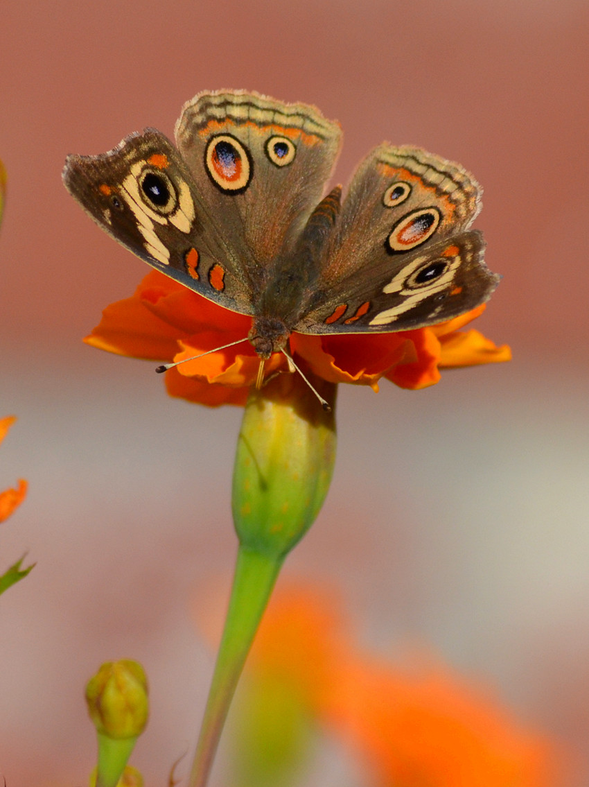 DSC_2700_29.jpg