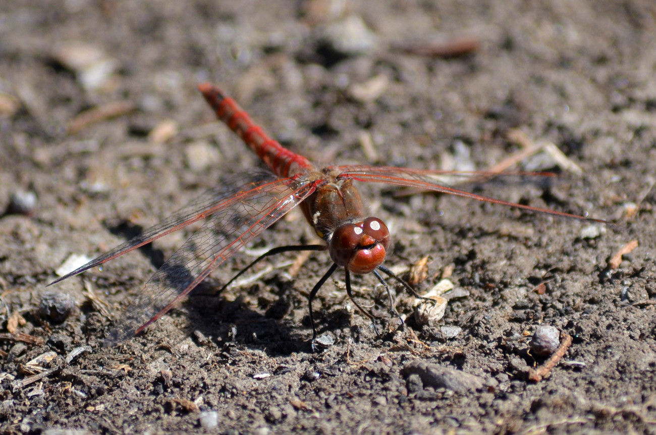 DSC_2277_7.jpg
