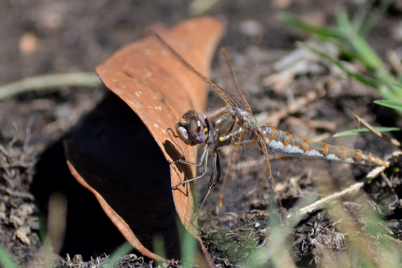 DSC_2270_7.jpg