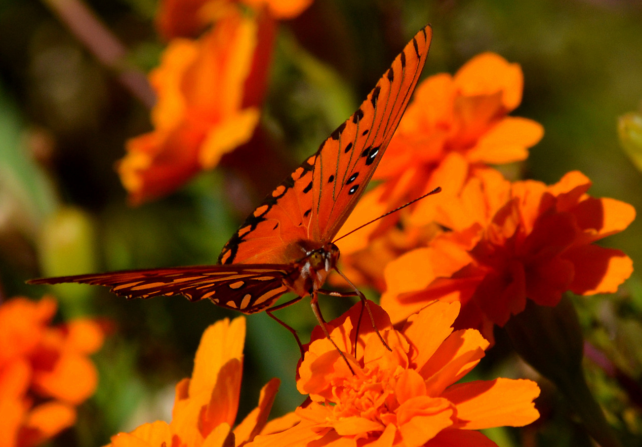 DSC_3814_5.jpg