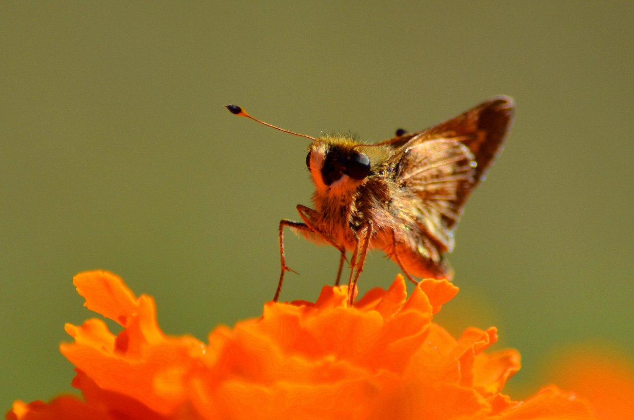 DSC_3869_36.jpg