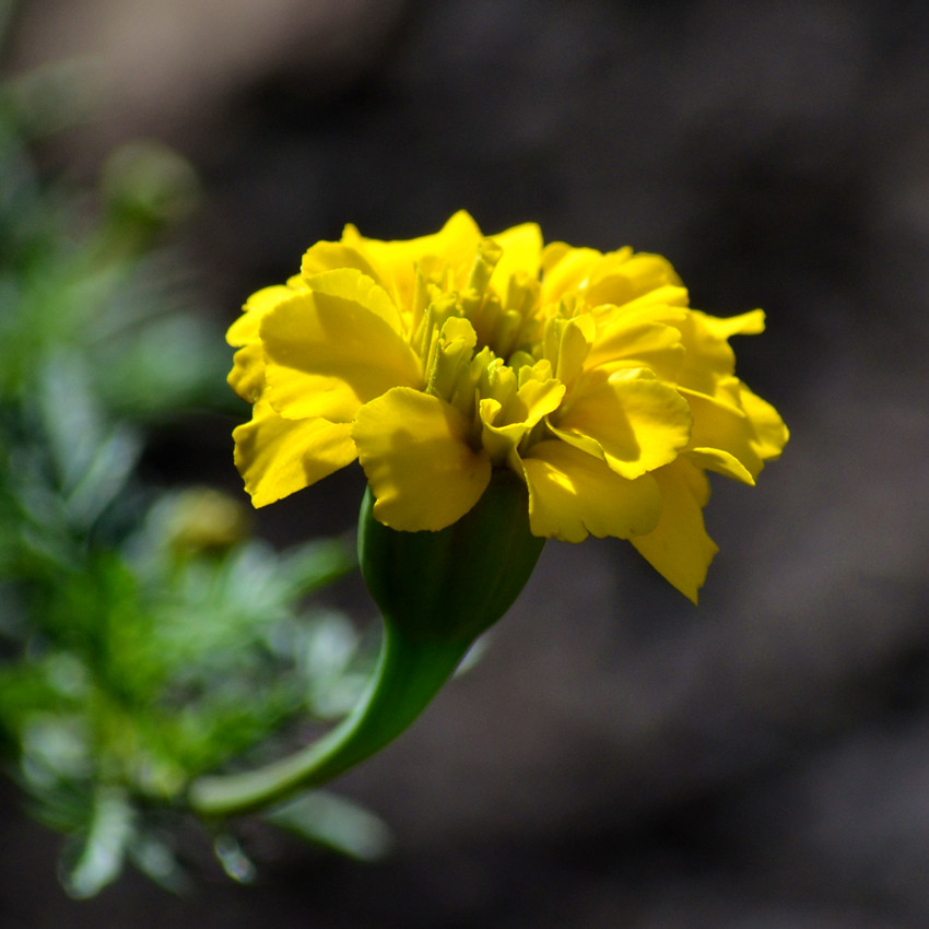 DSC_5086_43.jpg