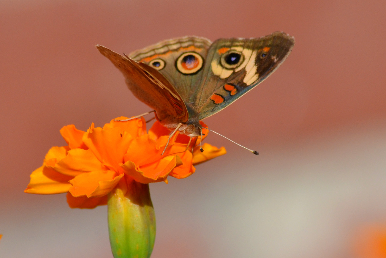 DSC_2694_27.jpg