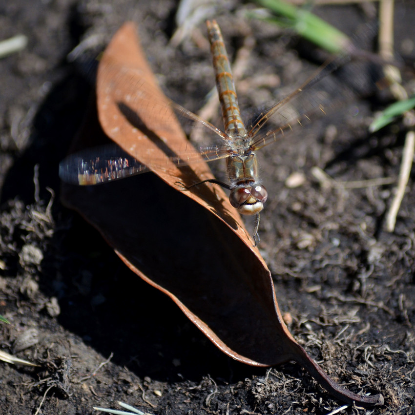 DSC_2298_4.jpg