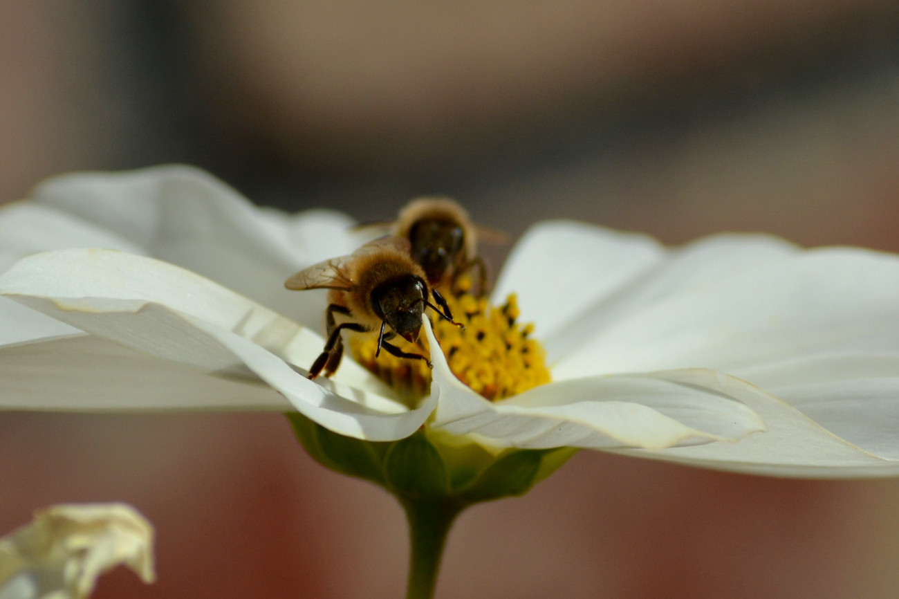 DSC_4798_31.jpg