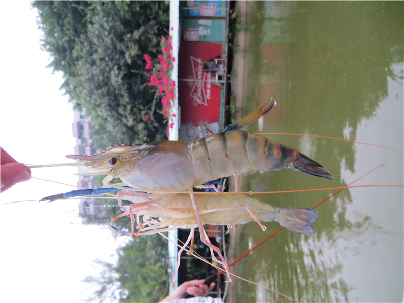 IMG_4737.jpg