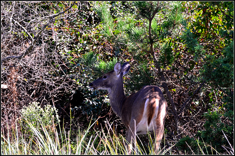 DSC_4810.jpg