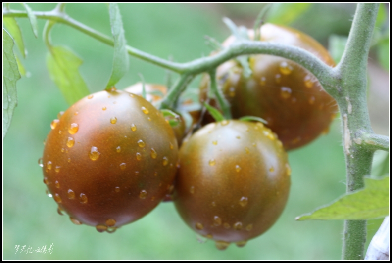 20130908 093_conew1.jpg