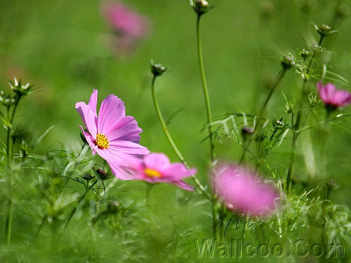 wild_flower_cosmos_photo_22928130.jpg