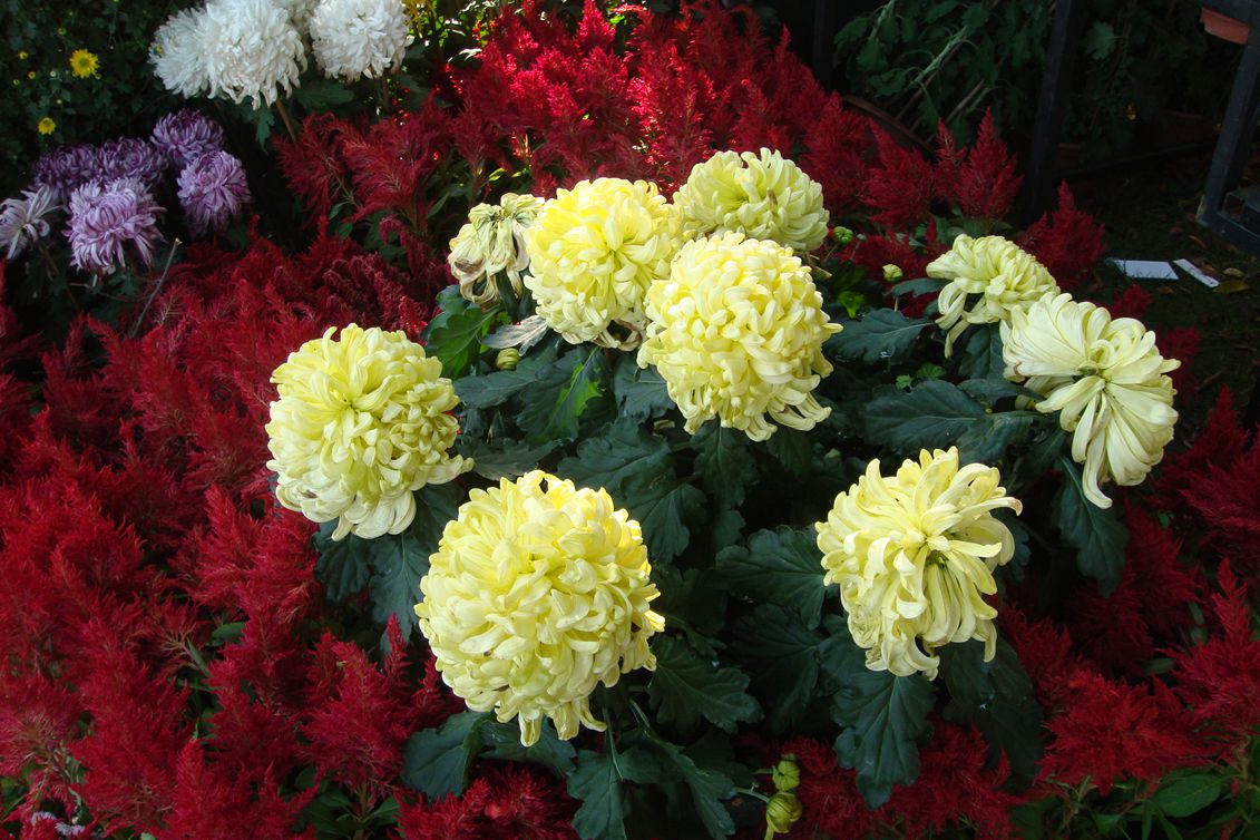 DSC08325_副本.jpg