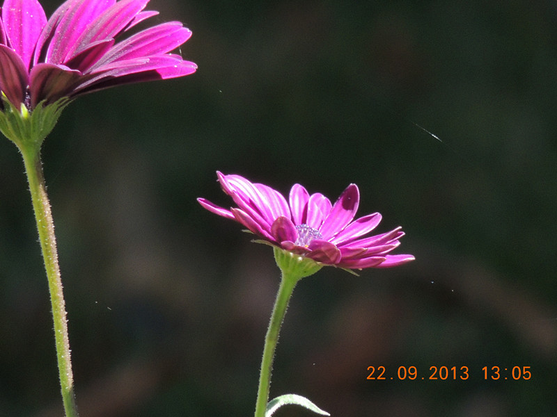 flower 1012_.jpg