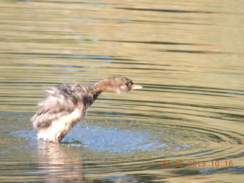 Golden gate park 036_.jpg