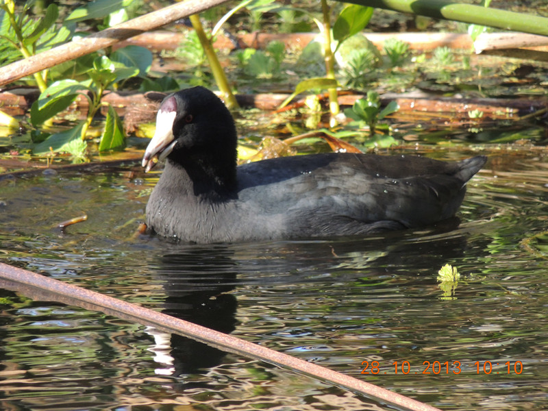 Golden gate park 020_.jpg