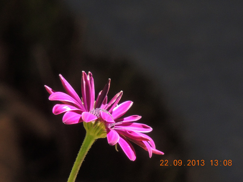 flower 1020_.jpg