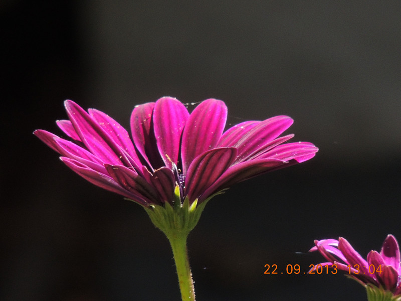 flower 1005_.jpg