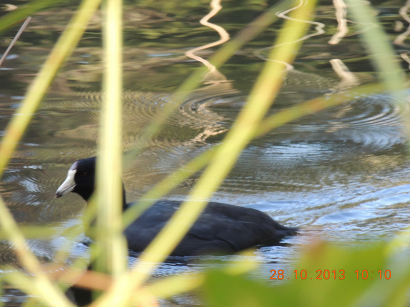 Golden gate park 023_.jpg