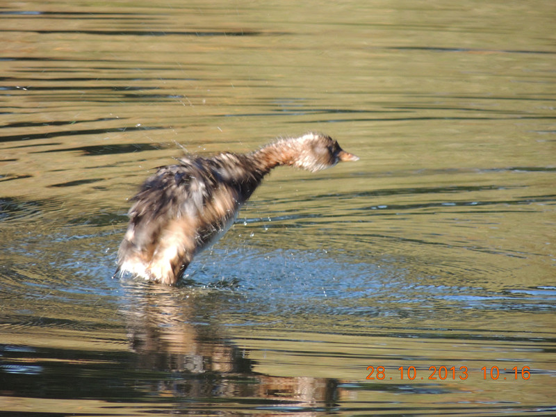 Golden gate park 037_.jpg