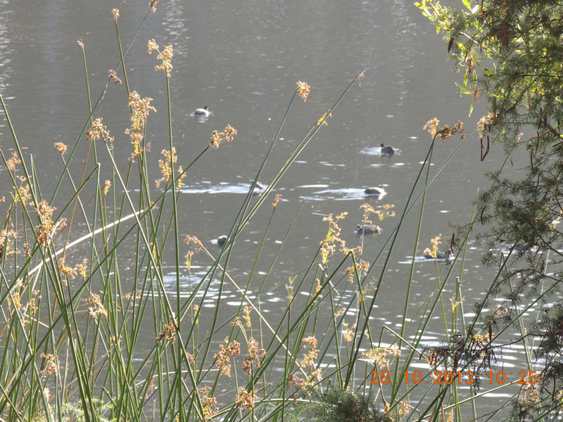 Golden gate park 055_.jpg