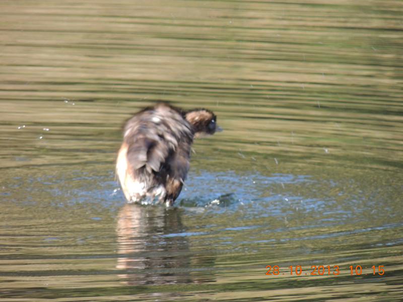 Golden gate park 035_.jpg