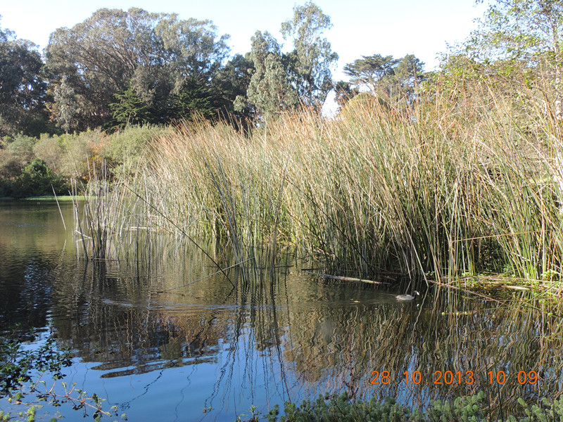 Golden gate park 015_.jpg