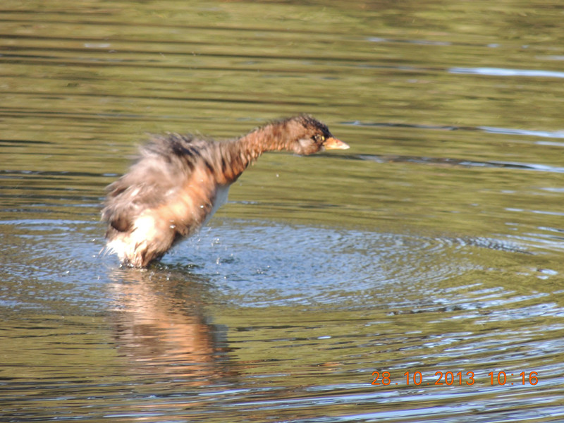 Golden gate park 038_.jpg