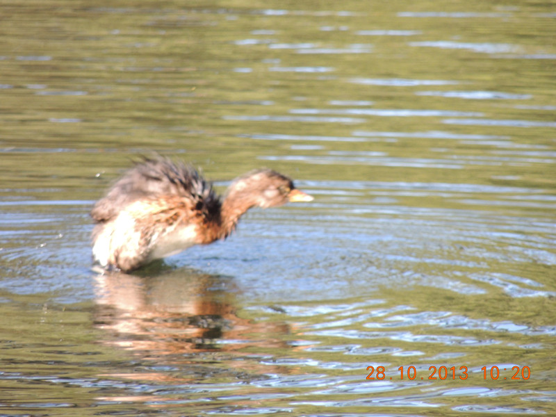 Golden gate park 047_.jpg